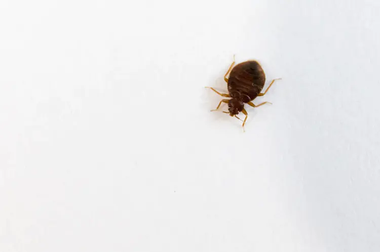bed-bugs-how-get-rid